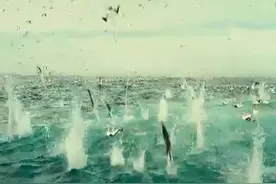 一大波海鸟从高空垂直扎入海里捕鱼，看着好刺激图片