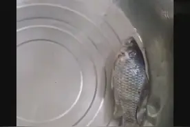 这条鱼被冻成冰块，放入水盆，竟然奇迹般地复活了！图片