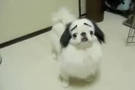 主人将爱犬贴上八字眉后让它跳舞，它接下来的模样让人笑喷图片