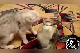 小猫咪贪恋一时的玩耍，最后竟被困在了瓶子里，猫妈妈着急坏了！图片