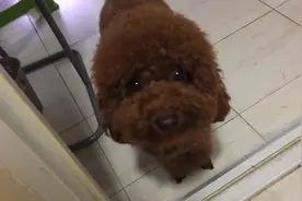 狗狗不想洗澡，站在浴室门口装作听不懂的样子，有一种不祥的预感图片