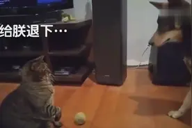高冷的猫咪跟狗狗对峙抢球，完全通过姿势沟通，这字幕真是亮了！图片