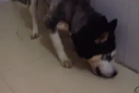 果然是食肉动物！哈士奇大口大口的吃着活鸡，味道真好图片