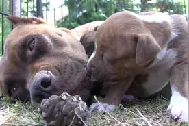 比特犬妈妈和它的10只狗宝宝，狗妈妈生气之后，小狗差点吓尿了图片