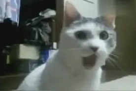 猫咪看到女友被狗凌辱，震惊了！瞪大眼睛不敢直视图片