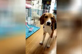 狗狗一边喝水一边流口水，是想到什么好吃的了吗，还是就是饿了？图片