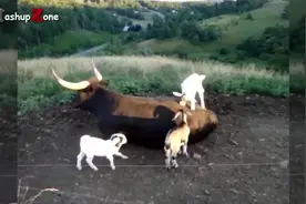 世界级舞王——迈克尔·尼古拉斯“小山羊”舞蹈表演！图片