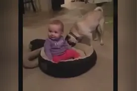 小萌娃和自己的狗狗抢窝，这狗真是一脸无奈啊！图片