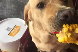 女主人喂宠物犬吃玉米，狗狗狼吞虎咽，差点把筷子也一并吞下去图片