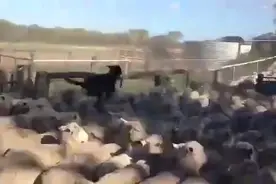 狗狗踩着绵羊飞奔，这是练习轻功么？太调皮了！图片