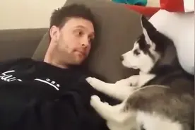 蠢萌哈士奇拼命和主人吵架吵快1分钟时，它突然做的动作让人笑喷图片