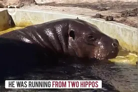 失足落水鸭宝宝被河马托上岸，不说谢谢撒丫子就跑图片