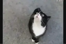 神奇！猫咪说“我要鱼”,简直萌爆了！图片