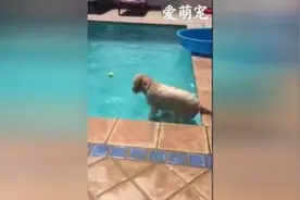 狗狗的球掉进了泳池它又不敢去捡，犹豫了好久，最后智商爆表了图片