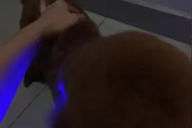 主人终于帮狗狗戴上项圈，下楼出门时，狗狗兴奋的有点不知所措图片