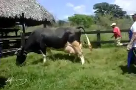 奶牛妈妈难产，主人紧急救援，拖出来后小牛半死了，竟然救活了！图片