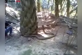 实拍男子抓捕眼镜蛇，怕蛇的人看的头皮都麻了图片
