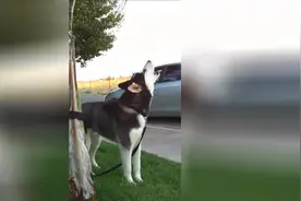 哈士奇居然会模仿消防车警笛声？图片