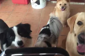 主人在四个狗面前吃水果，狗狗集体瞪眼看主人吃，狗狗眼神笑死了图片