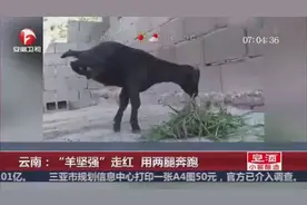 云南“羊坚强”两腿奔跑，身残志坚传递正能量！图片