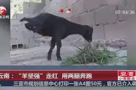 云南“羊坚强”两腿奔跑，身残志坚传递正能量！图片
