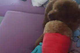 狗狗入迷玩球中，心爱的球又卡在暖手套里了，今天非要把球挠出来图片