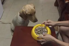 金毛吃饭喽，主人用勺子喂他，乖乖地坐直着吃饭，萌化了图片