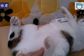 猫咪睡得迷迷糊糊，邪恶的主人盯上了它的蛋蛋！