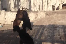 实拍棕熊打架，其中一只应该是泰森养的，还咬耳朵！图片