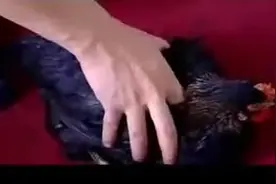 民间高手拿鸡点穴，从活蹦乱跳到奄奄一息图片