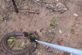 国外哥俩去森林里的野湖猎鱼，遇到一条毒蛇，竟然抓住烤着吃了！图片
