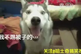主人不让哈士奇睡床上，二哈生气之后质问主人：你怎么不睡狗笼？图片