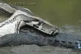 巨蟒活吞鳄鱼，胆小请勿观看图片