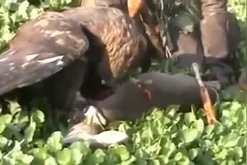 国外小伙的训鹰，捕猎合集，太霸气了！图片