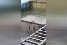 逆天！湖南益阳上演蛇鼠大战，​老鼠完胜狂咬蛇图片