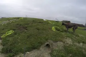 网友用雪貂进洞驱赶野兔，猎犬守住洞口，一只接一只，真是太爽了图片