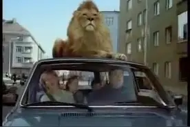 这家人活不久了！竟把偷偷躲在车顶的狮子带回了家！图片