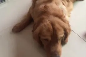 在教我家金毛露丝“匍匐前进”，为了吃的它终于会了图片