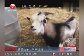 山羊学鸡叫视频走红网络！图片