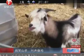 山羊学鸡叫视频走红网络！图片