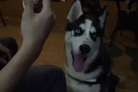 二哈不要节操只要饼，听着口令做各式动作，主人只好就范图片