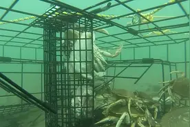 水底实拍蟹笼捕蟹全过程，螃蟹争先恐后的钻入笼中，感觉太爽了！图片