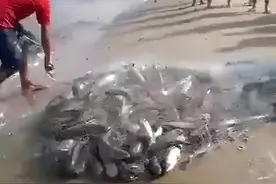 男子一网捕了好多鱼，引人群围观拍照图片