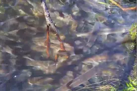 小水沟里清澈见底，黑黢黢的好多鱼，伸手就能抓上来图片