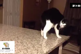 TOP5 五大猫星人搞怪滑稽动作图片