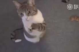 分享：小猫主人给我鱼干吃吧！图片