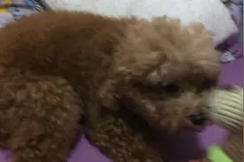 主人问狗狗最爱哪个玩具，小萌犬对玩具都没兴趣，最爱的还是主人图片