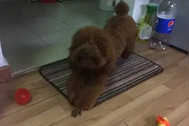 狗狗啃骨头棒，啃得干干净净一点肉渣都没有，是个爱节省的好孩子图片