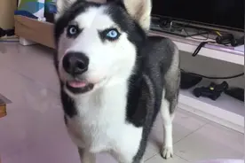 主人喂哈士奇吃鸡肉条，吃饭前要先听话图片