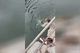 实拍狗狗在河里洗澡，乱扑腾真正狗刨式游泳，好一个游泳健将啊图片